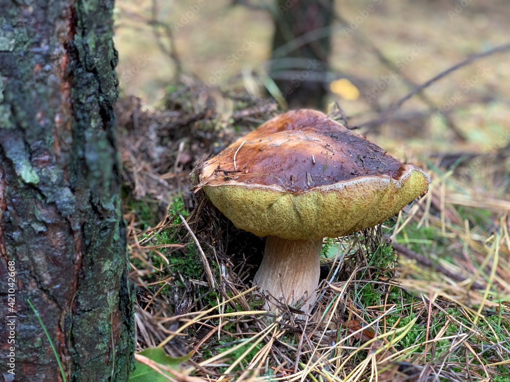Bolete mushroom wild growing in forest