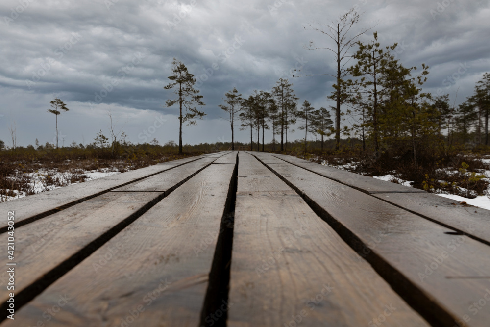 Close up of wooden pathway in a swamp with small trees and dramatic sky.