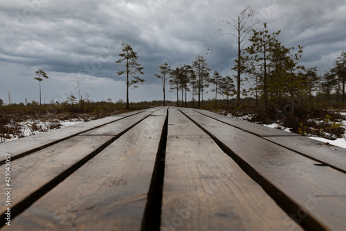 Close up of wooden pathway in a swamp with small trees and dramatic sky.