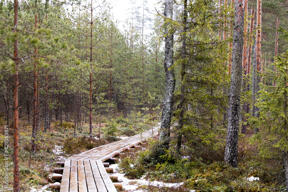 Ταπετσαρία View of woods in a natural park with wooden pathway.