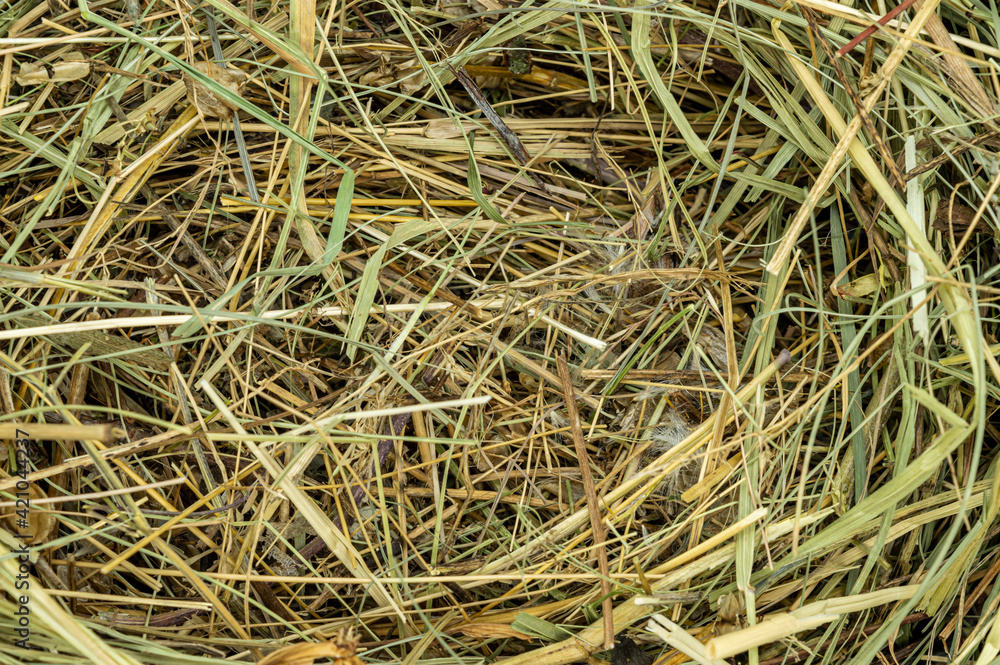 dry grass texture background close up copy space dry grass texture background close up copy space