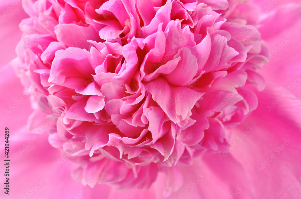 Pink Peony flower