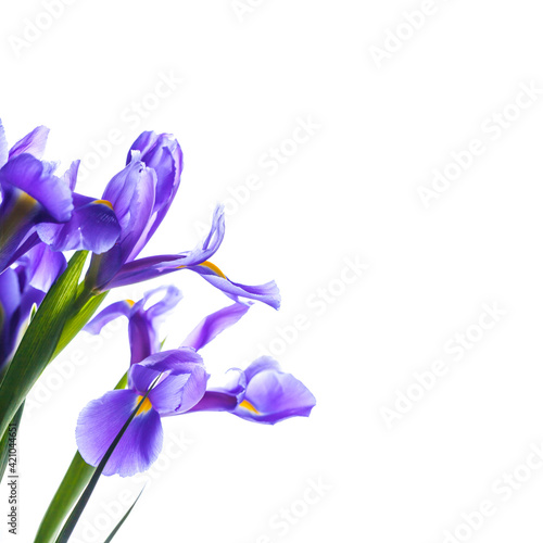 Japanese irises. Flowers isolated on white © evannovostro