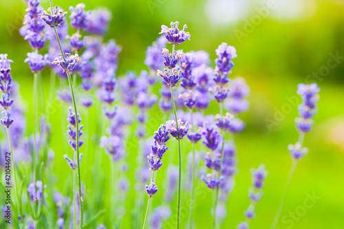 Fototapeta Naklejka Na Ścianę i Meble -  Lavender flowers on a summer day close-up