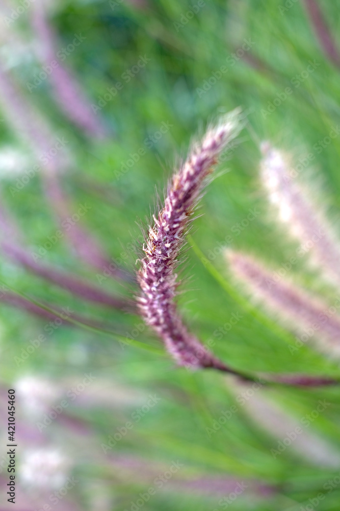 Seedhead of a common field grass, vertical image.