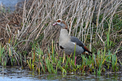 Egyptian goose // Nilgans (Alopochen aegyptiaca) photo