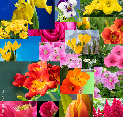 Fototapeta Naklejka Na Ścianę i Meble -  Collage of different images of flowers