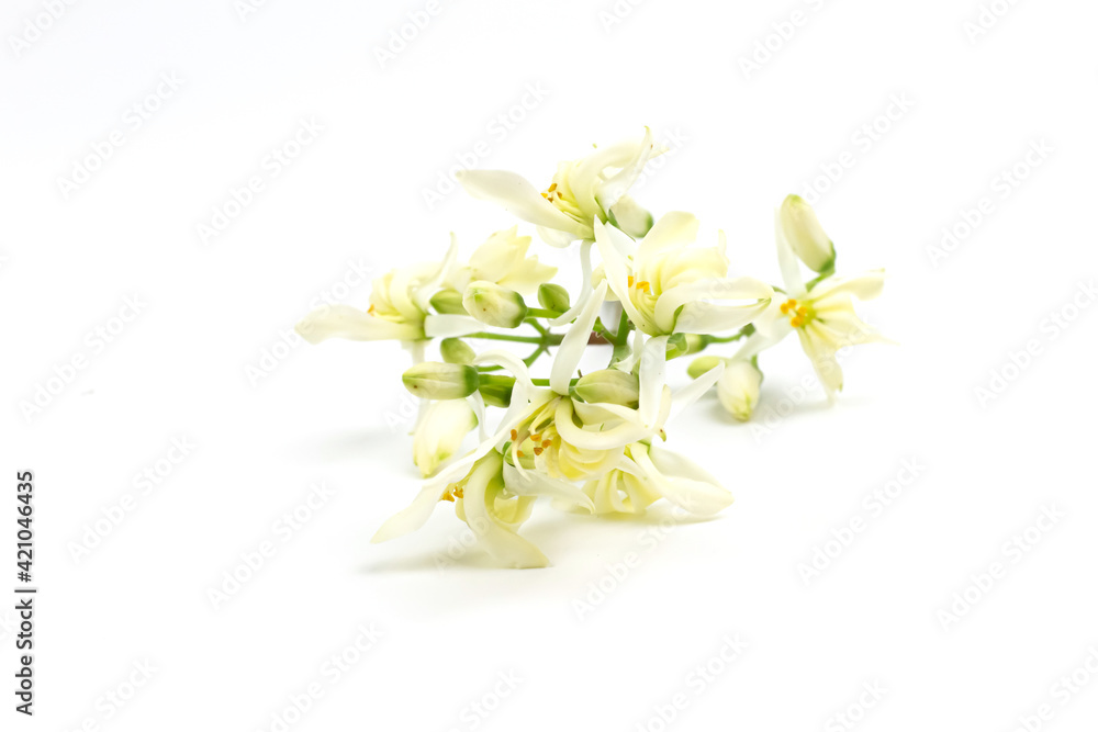 Fototapeta premium Moringa oleifera flower isolated on white background.