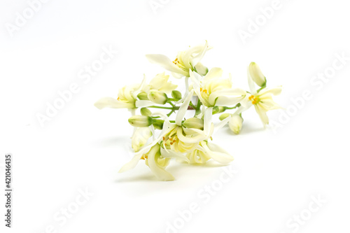 Moringa oleifera flower isolated on white background.