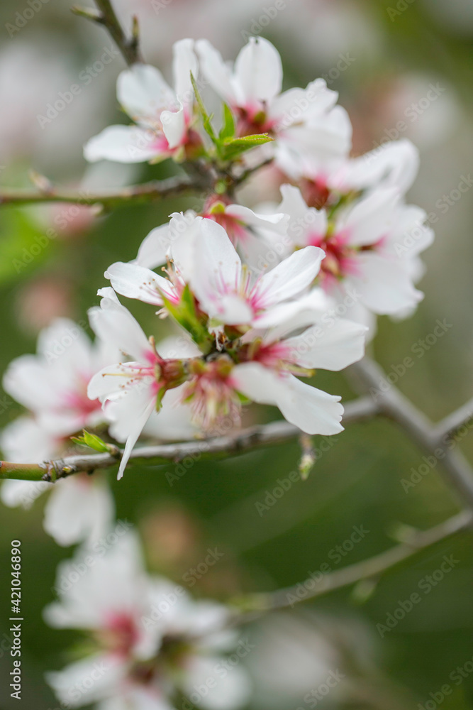 fleur de sakura cerisier en fleur macrophotographie au printemps fleur de sakura cerisier en fleur macrophotographie au printemps