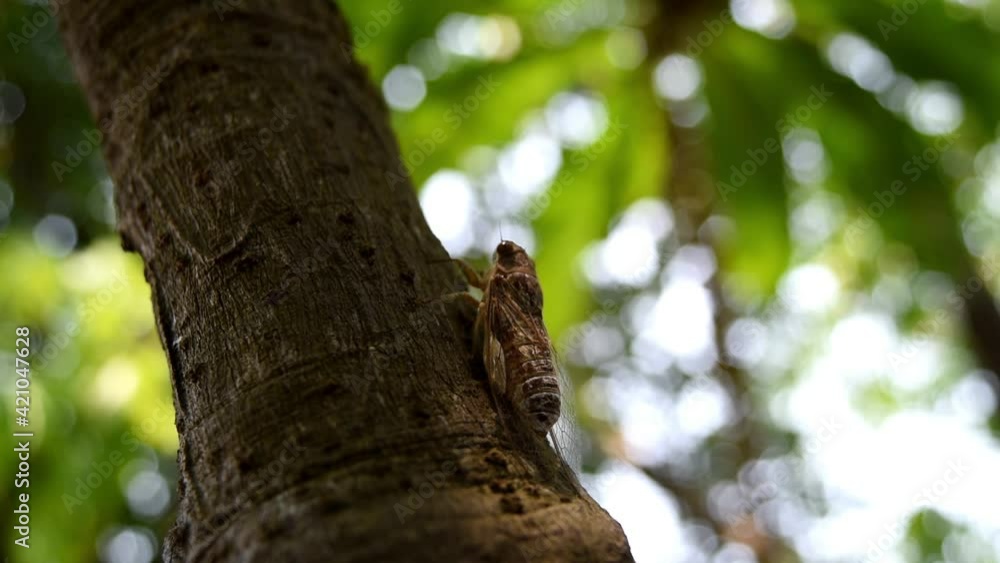 Cicada insects perched on a tree in the forest are crying. Cicada insects perched on a tree in the forest are crying.