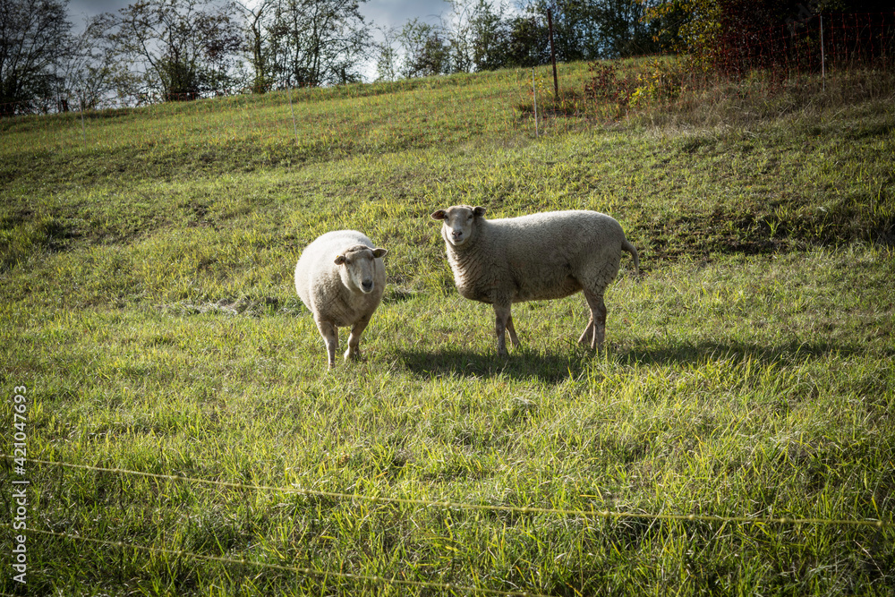 duo de mouton 