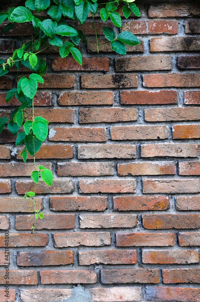Asian tropical green leaves plant ivy for Natural leaves concept Ornamental plant with natural fresh and dried leaves on old brick wall with copy space for background , texture , copy text. Asian tropical green leaves plant ivy for Natural leaves concept Ornamental plant with natural fresh and dried leaves on old brick wall with copy space for background , texture , copy text.
