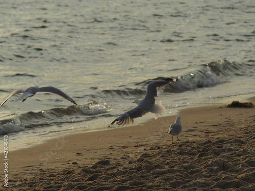 Flying Sea Gull at the beach in Port Melbourne in Victoria Australia