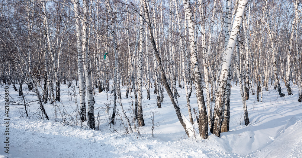 winter landscape birch forest blue sky sunny day