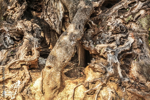 Intricately intertwined roots of a very old tree