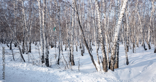 winter landscape birch forest blue sky sunny day © Prikhodko