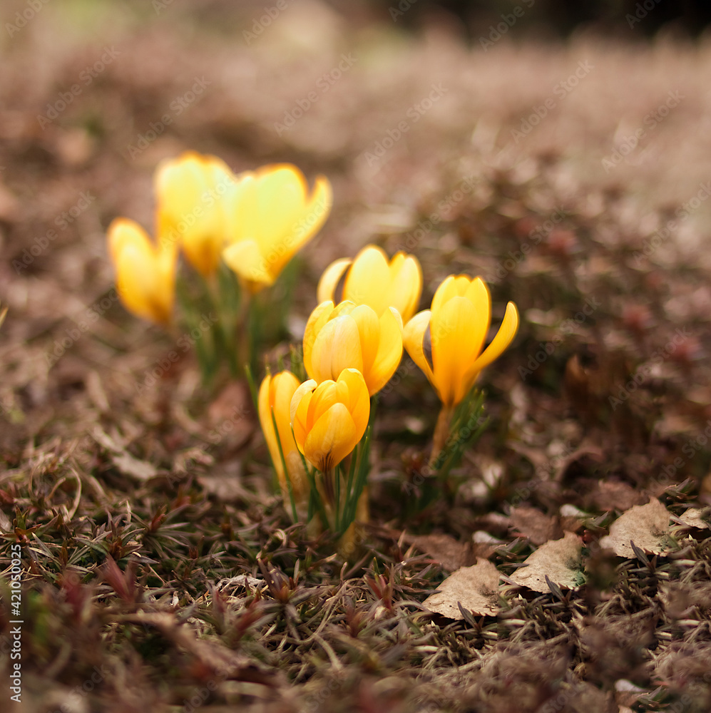 Spring flowers growing in the ground. Spring. Primroses. Spring flowers growing in the ground. Spring. Primroses.