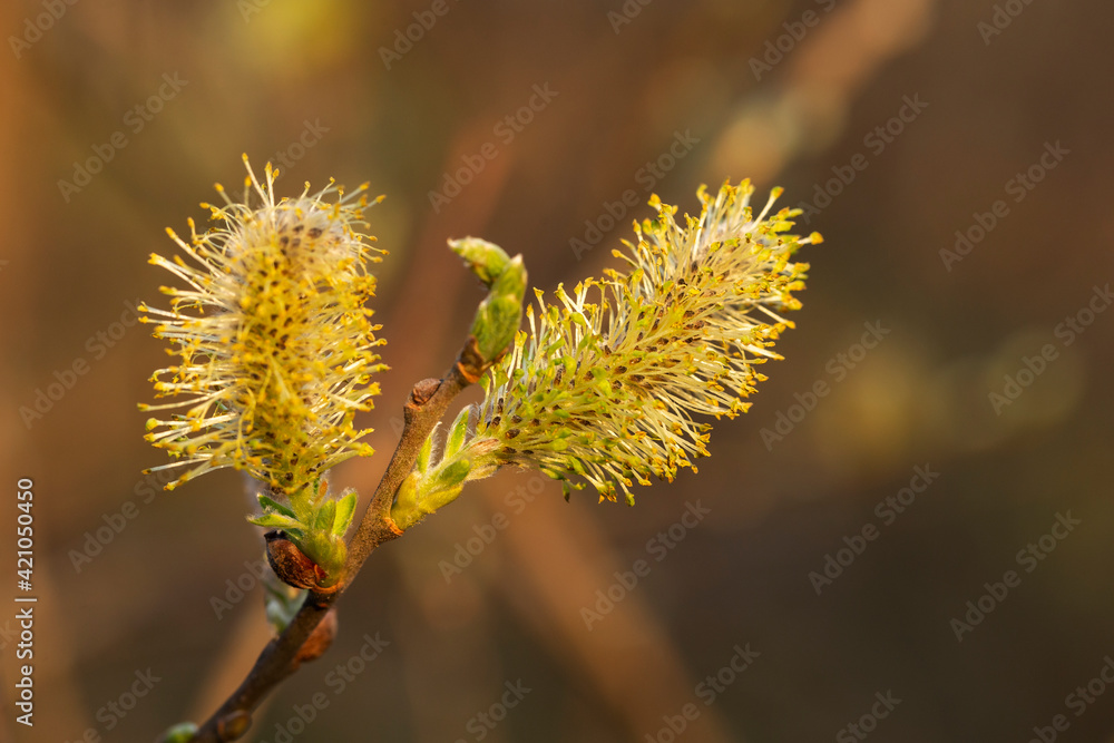 Willow branches with fluffy cats with a blurred background. Soft and gentle spring background with copy space. Easter or Spring background with flowering willow branches against blue sky in sunlight. Willow branches with fluffy cats with a blurred background. Soft and gentle spring background with copy space. Easter or Spring background with flowering willow branches against blue sky in sunlight.