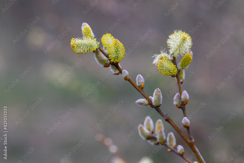 Willow branches with fluffy cats with a blurred background. Soft and gentle spring background with copy space. Easter or Spring background with flowering willow branches against blue sky in sunlight. Willow branches with fluffy cats with a blurred background. Soft and gentle spring background with copy space. Easter or Spring background with flowering willow branches against blue sky in sunlight.