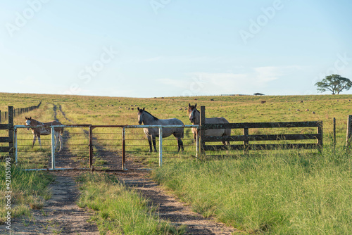 Quadro em tela Creole horse breeding field and farm in Brazil