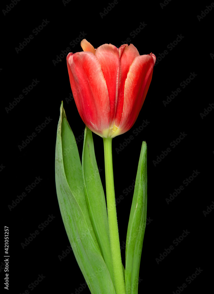 Fototapeta premium red tulip flower on black background