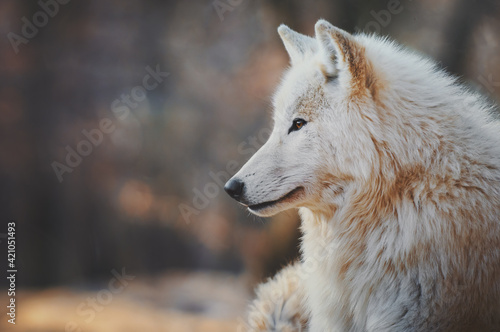 Portrait of an arctic wolf  Canis lupus arctos   also known as the white wolf or polar wolf.