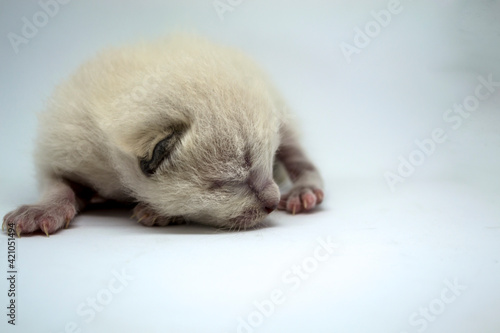 The white kitten sleeps on a white background.