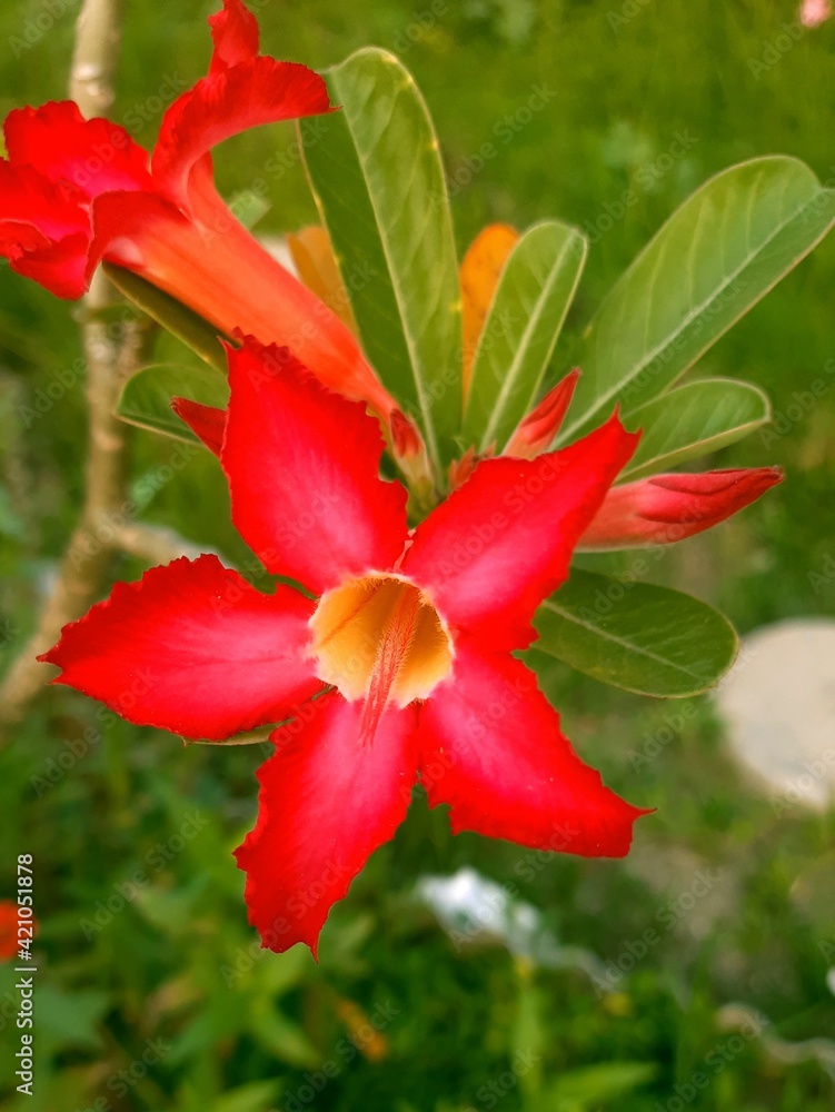 Fototapeta premium red hibiscus flower