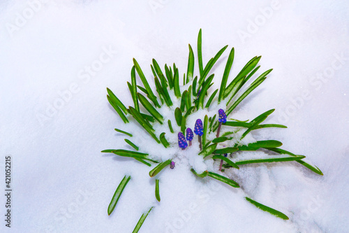 hyacinth flower growing in snow in early spring forest