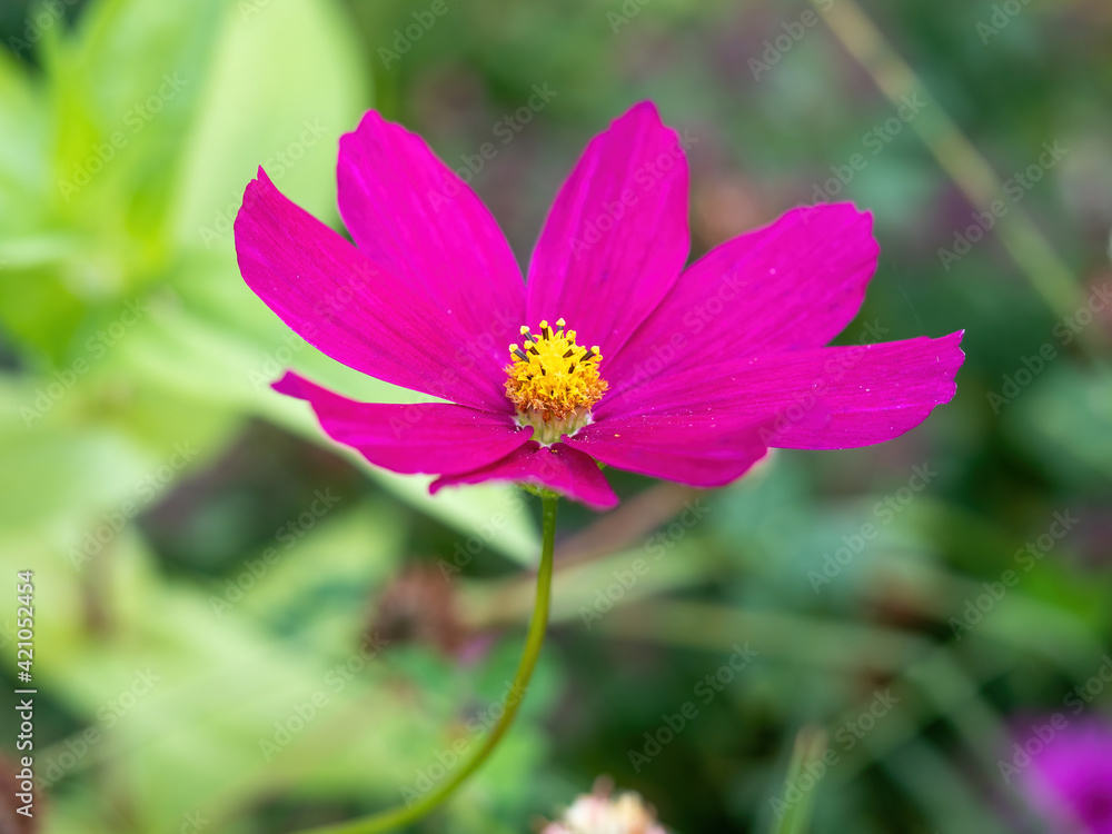 bight pink cosmos flower side view bight pink cosmos flower side view