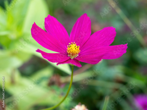 bight pink cosmos flower side view