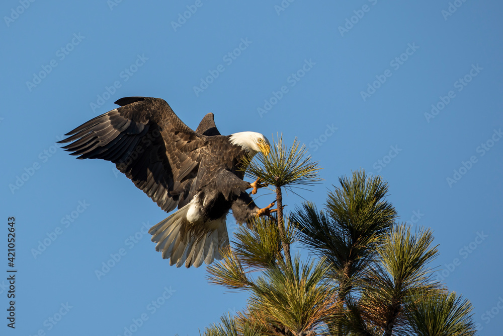 Fototapeta premium Bald eagle comes in for landing.