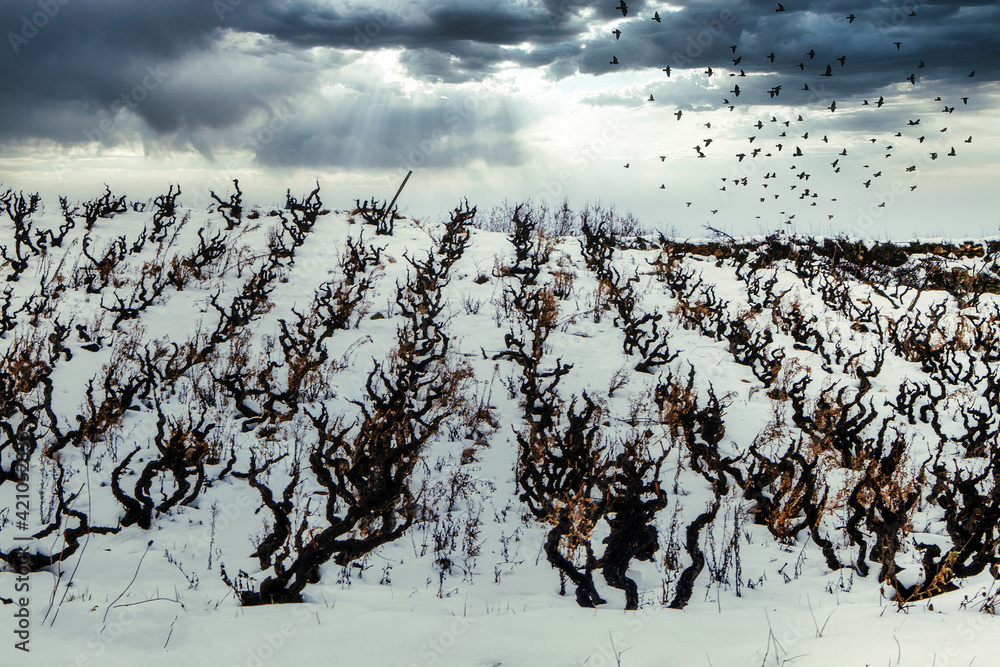 Obraz premium VIGNES EN HIVER