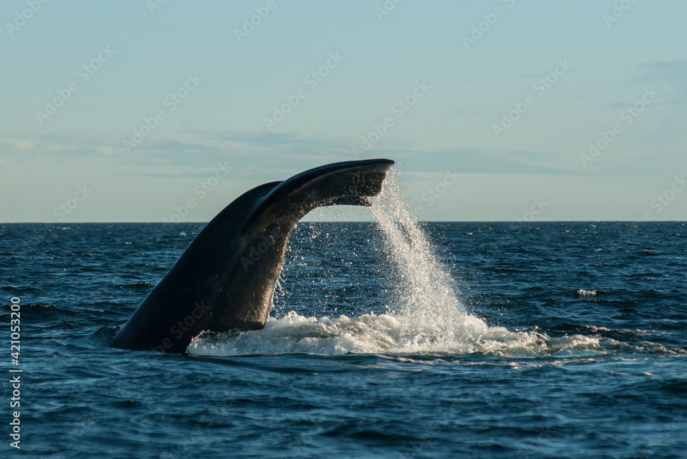 Fototapeta premium Sohutern right whale tail lobtailing, endangered species, Patagonia,Argentina