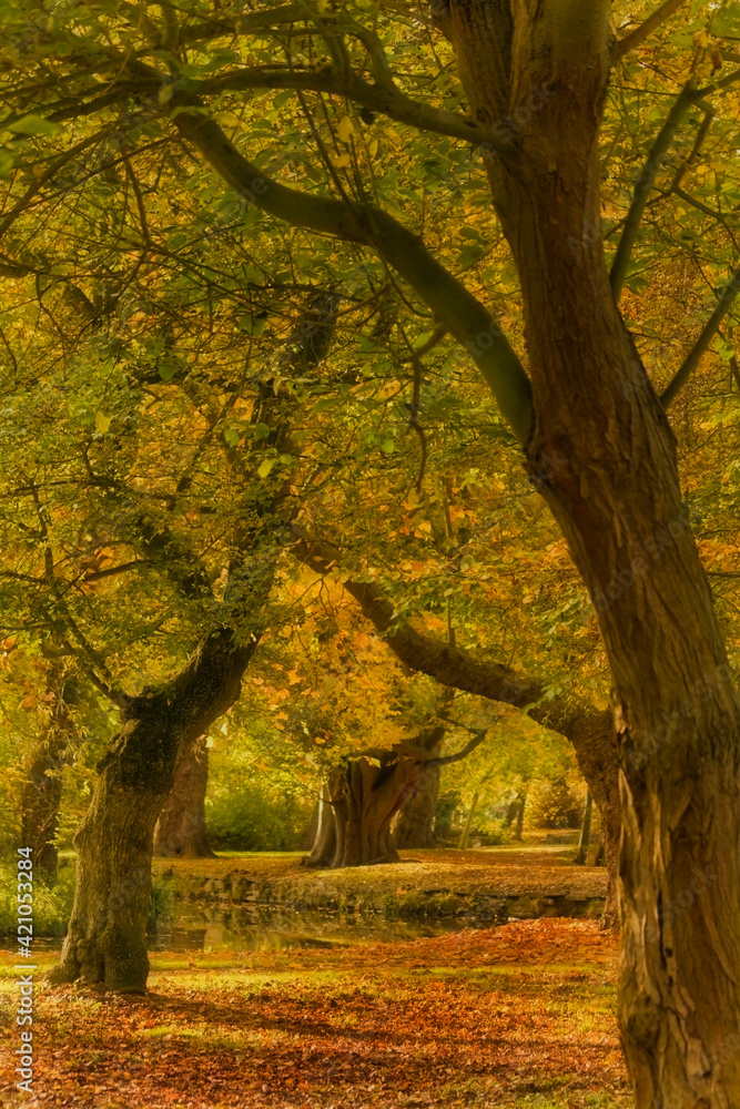 vibrant autumn foliage of the trees in Christ Church Meadow in Oxford, England.