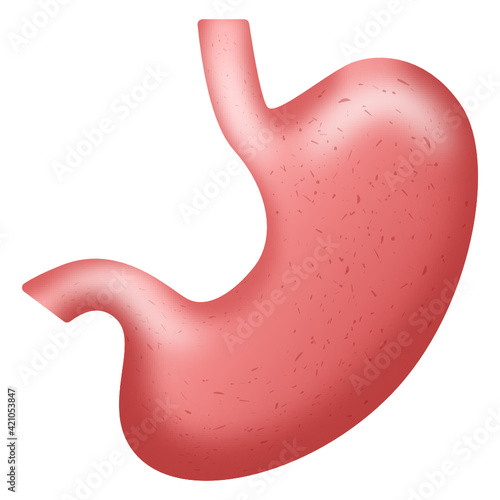 
Stomach, digestive organ icon in flat style 

