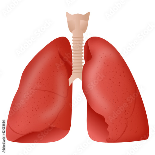 
An icon design of lungs, flat style vector 

