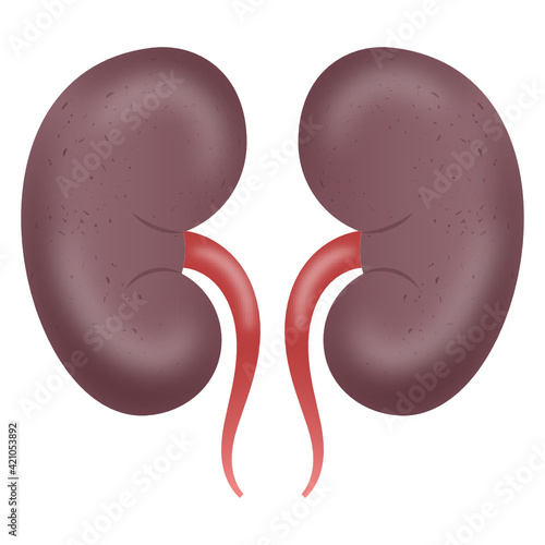
Trendy design flat icon of kidneys 

