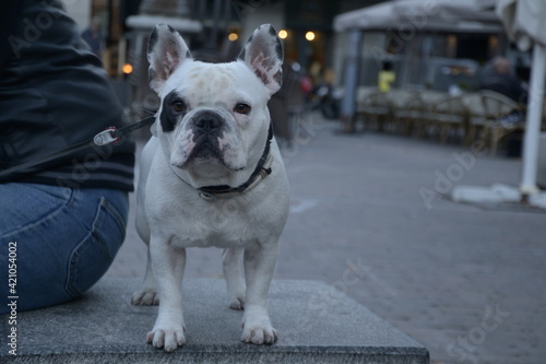 Un perro bulldog está sentado en un banco esperando.