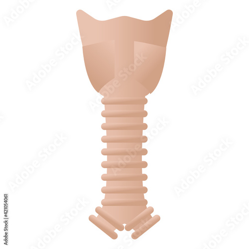 
Modern flat style icon of trachea having editable quality 


