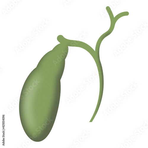 
A beautiful design icon of gallbladder in flat style 

