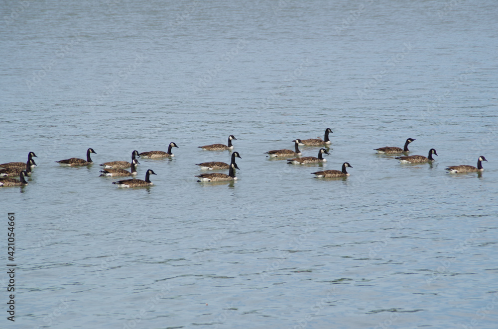 herd of geese on the water