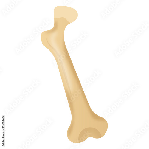 
Flat vector design of bone marrow icon

