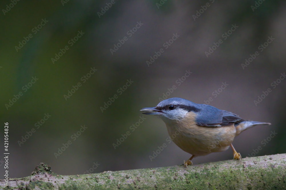 Obraz premium Kleiber