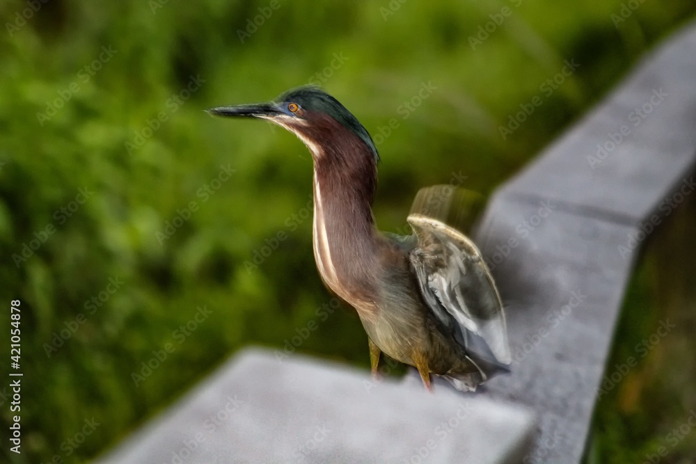 Green heron bird with a profile view . Green heron bird with a profile view .