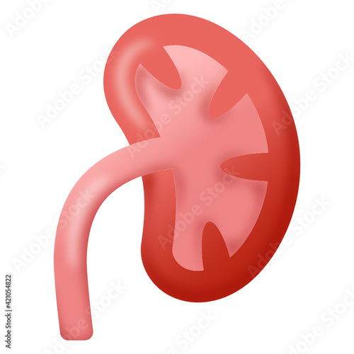 
Trendy design flat icon of human kidney 

