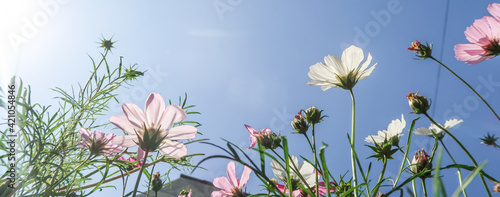 Kosmeya flowers, bright flowers, summer nature. photo