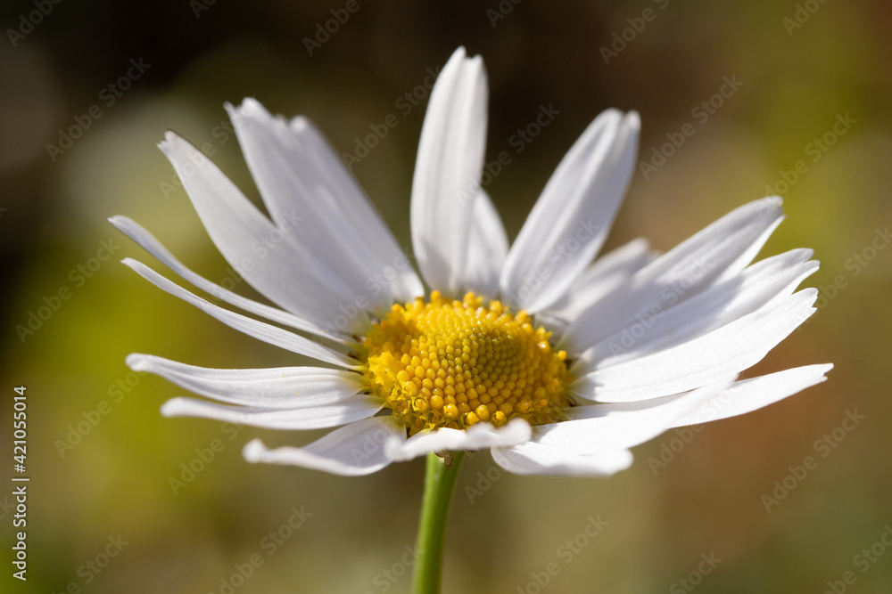 White chamomile flower centered on nature background. White chamomile flower centered on nature background.