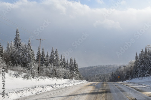 Snowy spruce trees under a cloudy sky, Québec